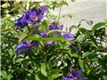 clematis